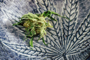 Cannabis flower lying on a table
