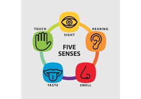 The 5 senses