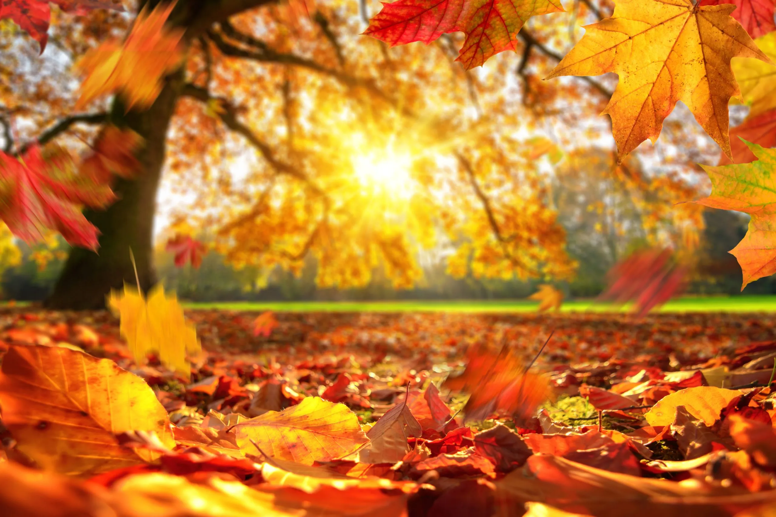 Brown leaves falling from trees