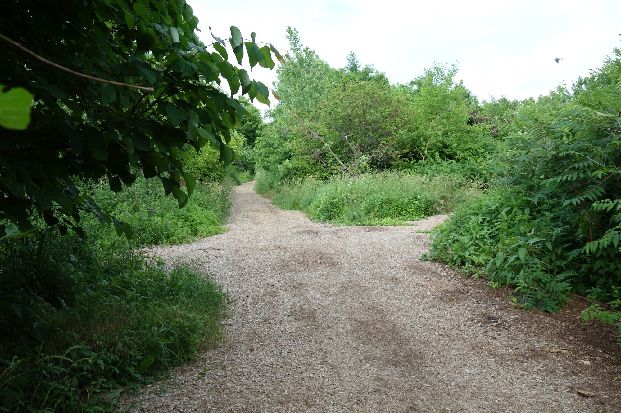 Tree-lined path through the western section of Kissena Corridor Park in Queens
