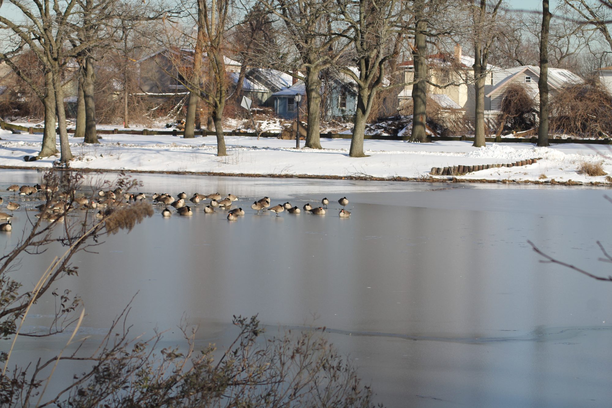 Springfield Lake in Springfield Park in Springfield Gardens, Queens, in winter.